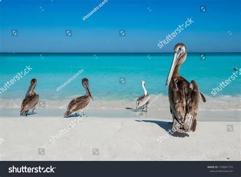 945 Baby pelican Stock Photos, Images & Photography | Shutterstock