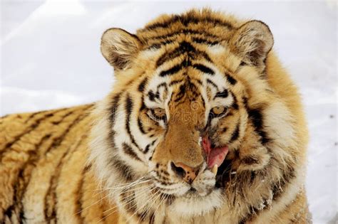 Wounded tiger stock image. Image of nature, themes, tiger - 90134223