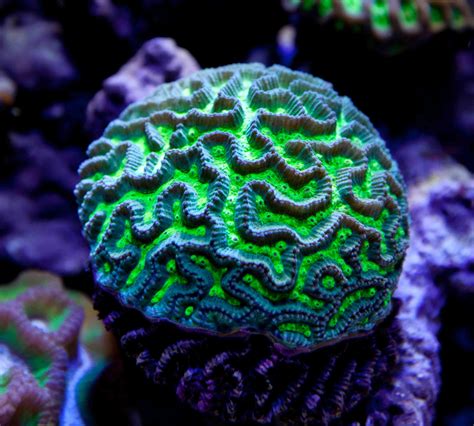 Brain Worm Coral « Ecoxotic LED Aquarium Lights | Brain coral, Saltwater aquarium fish, Coral ...