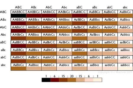 Skin Tone Reference Sheet