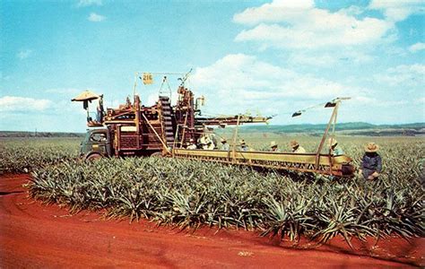 Pineapple Harvesting in our 50th State Hawaii | Hawaii, Hawaiian history, Pearl harbor tours