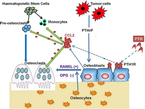 Metabolism Signaling Pathway - Creative Diagnostics