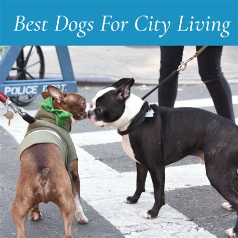 Best Dogs For City Living – Canine Styles