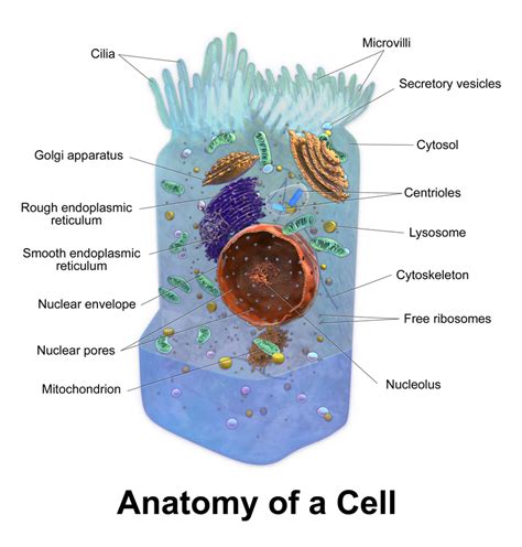 Endoplasmic Reticulum Diagram In A Cell