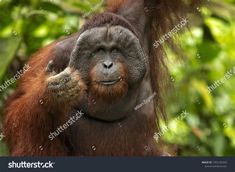 Orangutan Borneo: Over 17,606 Royalty-Free Licensable Stock Photos | Shutterstock