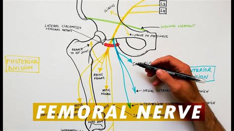 Femoral Nerve L2 L4 Anatomy And Physiology Textbook N - vrogue.co