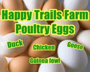 Free Range Fresh Eggs For Sale | Eggs for sale, Happy trails, Poultry farm