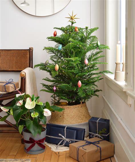 Buy Potted Norfolk Pine Tree Indoor Plant | Bloomscape