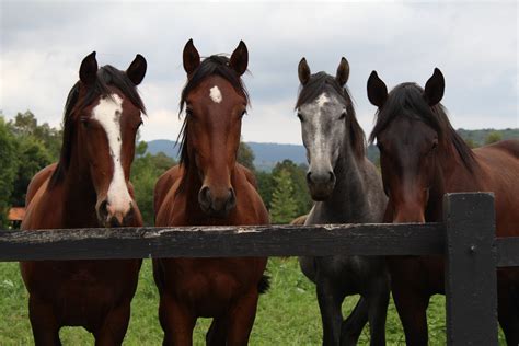 Do You Own Horses? Here Are 2 Beneficial Uses for Horse Manure