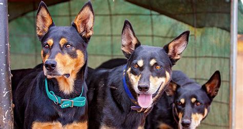 Life after Muster Dogs - Are Kelpies good family pets?