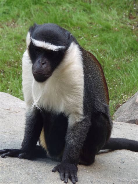 Roloway Monkey (Cercopithecus roloway) at Tierpark Hellabrunn - April 9th 2 - ZooChat