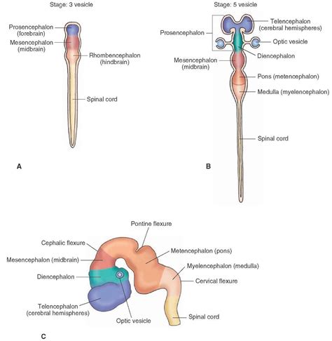 Pin on Neurodevelopment