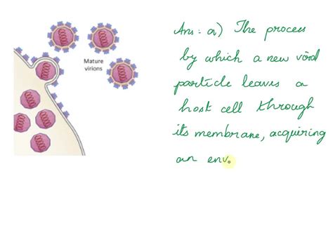 SOLVED: Viral envelopes can only be acquired (obtained) by viruses that infect: - Bacterial ...