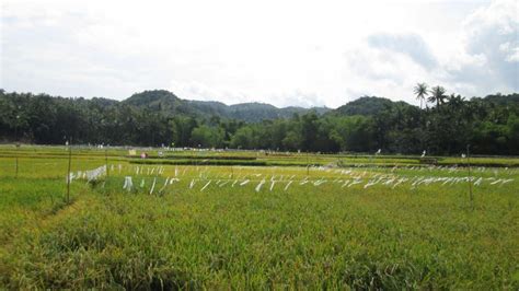 Bundok—Filipino | Environment & Society Portal