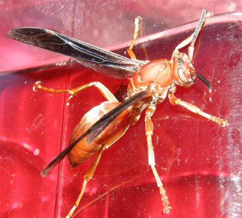 Wasp at the hummingbird feeder. | Humming bird feeders, Wasp, Hummingbird