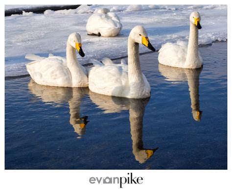 2017 Winter Wildlife Tour of Japan | Whooper Swans of Lake Kussharo | Japan Photo Guide