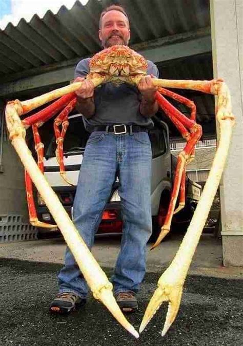 The Giant Spider Crab Of Japan. In the depths of the Pacific Ocean lies ...