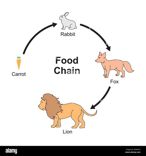 Scientific Designing of Food Chain. The Most Importante Relationship in ...