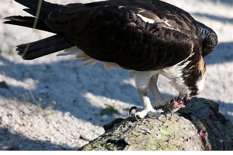 What Do Crows Eat? A Fascinating Look into Their Diet