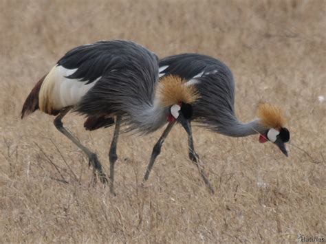 more crested crane, crowned crane : Story of Africa