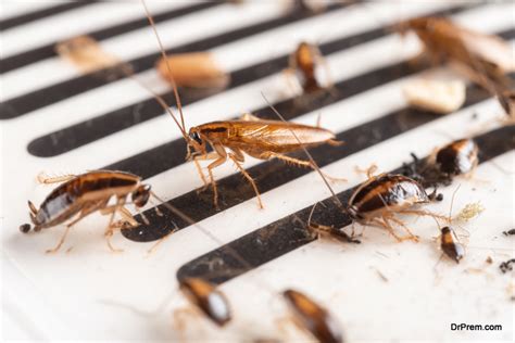 7 Signs of Cockroach Infestation and How to Get Rid of Them