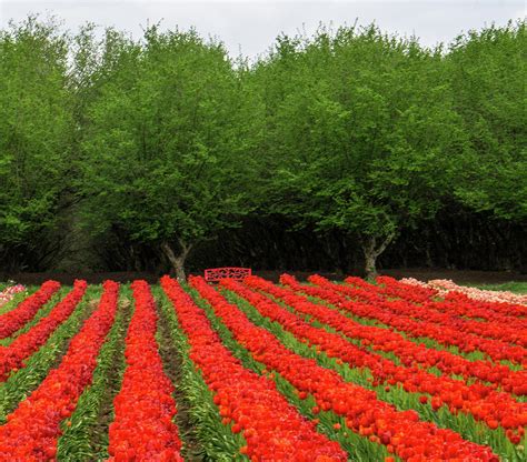 The Red Bench Photograph by Peggy McCormick - Fine Art America