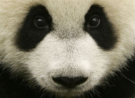 Giant Panda Adapts to Environmental Changes Due to Strong Immune System ...