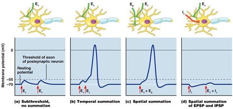 Understanding Temporal Vs Spatial Summation | Total Assignment Help