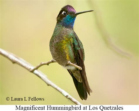 Bird & Wildlife Photo Gallery for Panama-Hummingbirds