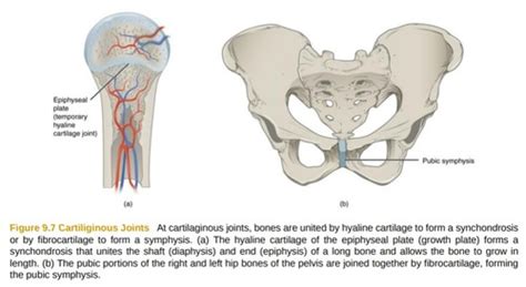 9.3 cartilaginous joints Flashcards | Quizlet