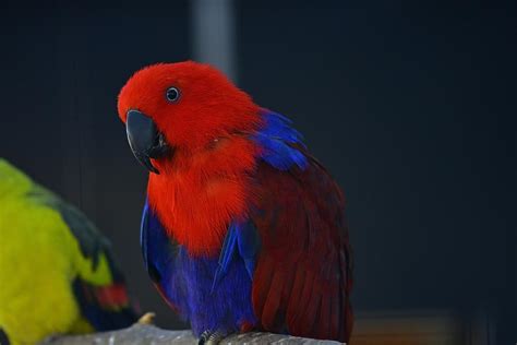 Are Parrots Cold or Warm Blooded? (Parrot Biology Explained)