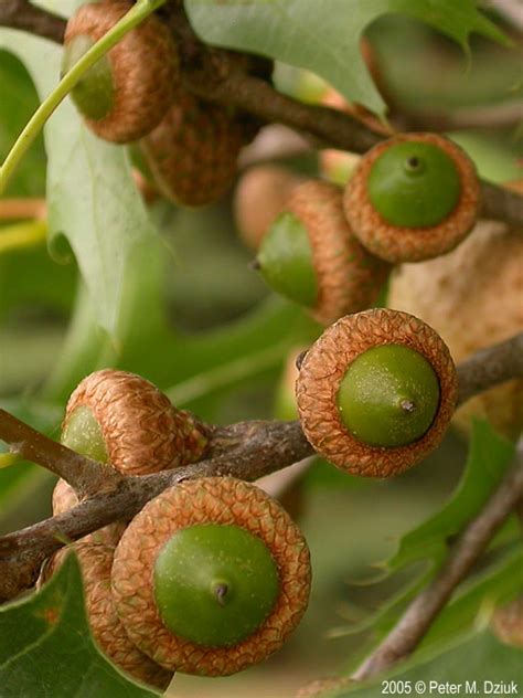 Quercus ellipsoidalis (Northern Pin Oak) | Botanical, Botanical illustration, Garden trees