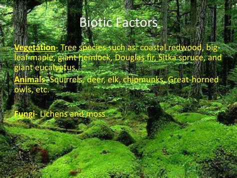 PPT - Temperate Rainforest PowerPoint Presentation, free download - ID:2057313