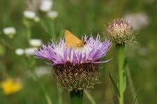 Delaware Skipper Butterfly Close-up Free Stock Photo - Public Domain Pictures