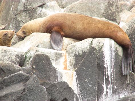 Pin by Inspirations On Bruny on Bruny Island Wildlife | Bruny island, Island, Wildlife