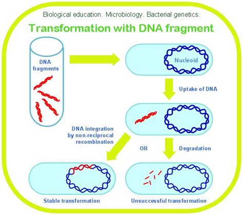 Microbiological diagram sample: Bacterial transformation with DNA ...