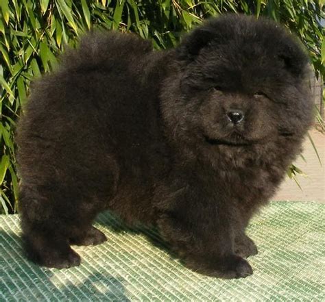 chow chow puppies - Google Images | Chow chow puppy, Black chow chow puppies, Puppies