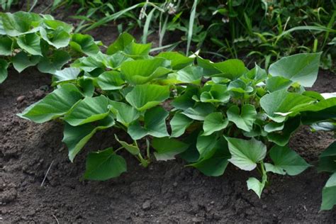 Sweet Potatoes: How to Plant, Grow, and Harvest Sweet Potatoes | The Old Farmer's Almanac