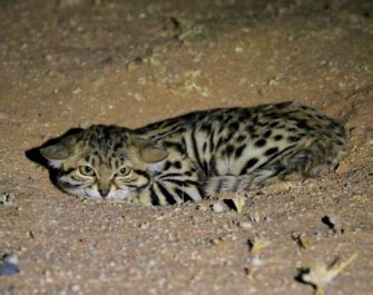 black-footed cat – International Society for Endangered Cats (ISEC) Canada