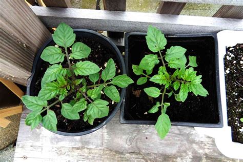 How to Use Neem Oil for Tomato Plants - Is It Good? - Homestead Gardener