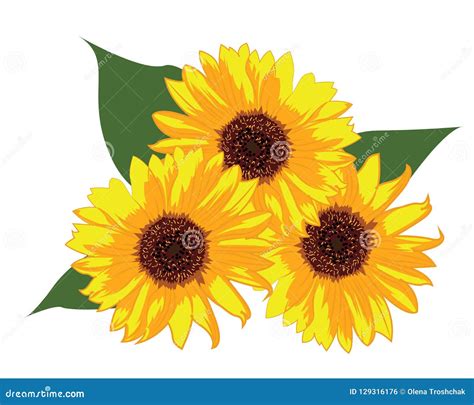 Sunflowers Vector Illustration Stock Vector - Illustration of isolated ...