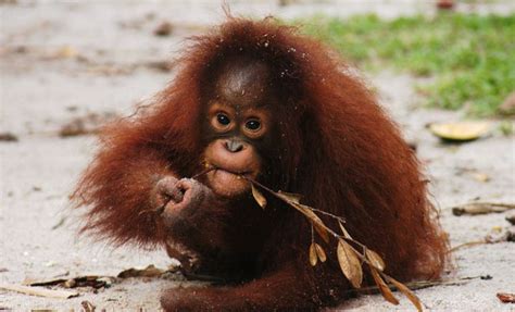 Orangutans Are Now One Step Closer To Extinction | HuffPost