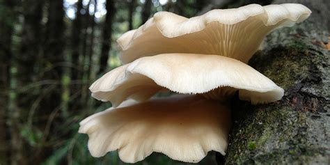 A Complete Guide To Oyster Mushrooms | GroCycle