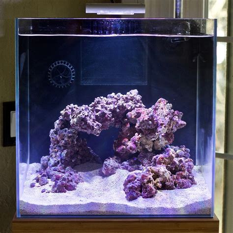 Justind823's 17 Gallon Nano Reef Cube Rebirth - May 2019 Featured Reef ...