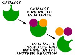 Catalyst Examples For Kids