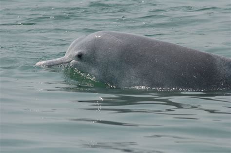 indo-pacific humpback dolphin Archives - Whale & Dolphin Conservation USA