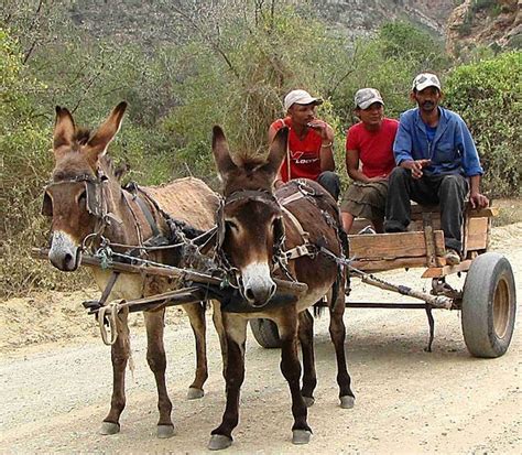 Transport By Donkey Cart photo, South Africa