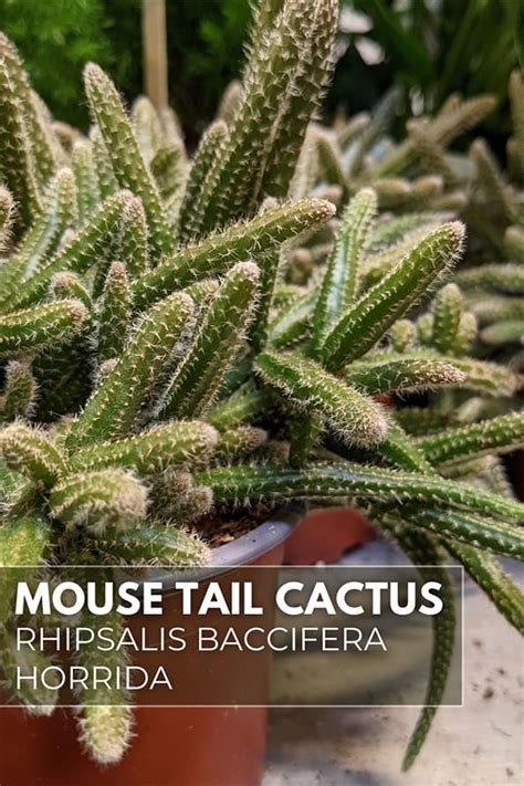 Rhipsalis Baccifera Horrida (Mouse Tail Cactus): Care and Problem Guide