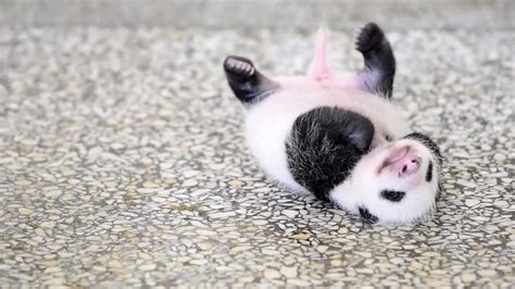 Cute Baby Panda Captivates Millions - NBC News