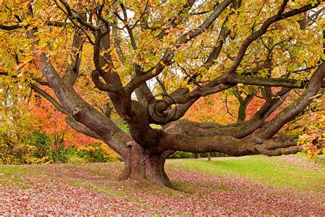 Majestic Oak Tree in the Fall Fine Art Photograph Autumn - Etsy